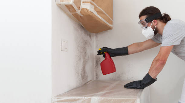 Professional Black Mold Remediation technician working in Elkton, MD