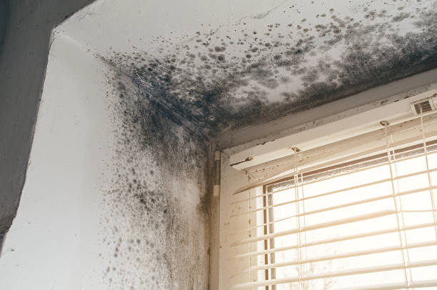 Affordable Black Mold Remediation solutions in Elkton, MD